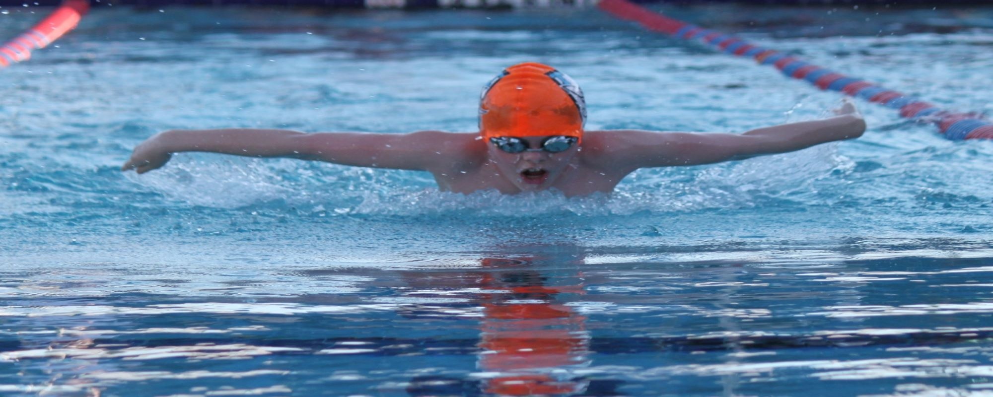 Taunton Tiger Sharks Swim Club Home